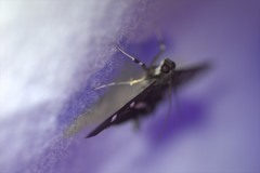 Desmia ploralis