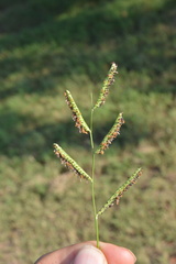 Paspalum denticulatum