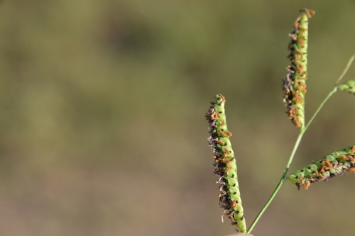 Image of Paspalum denticulatum by (c) Dan Johnson, some rights reserved (CC BY)
