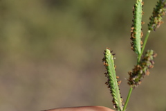 Paspalum denticulatum
