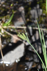 Carex eleusinoides