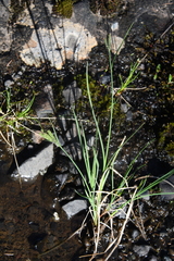 Carex eleusinoides