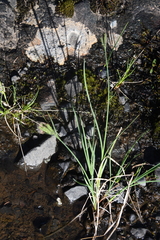 Carex eleusinoides