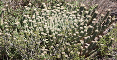 Euphorbia esculenta