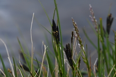 Carex eleusinoides