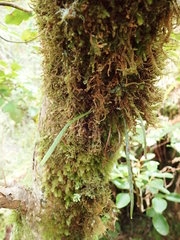 Notogrammitis angustifolia nothofageti