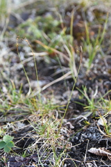 Carex capillaris fuscidula