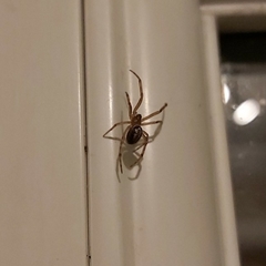 Steatoda nobilis