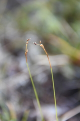 Carex capillaris fuscidula