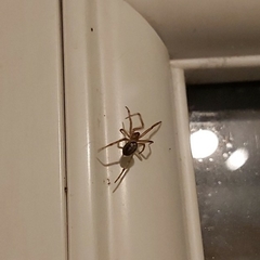 Steatoda nobilis