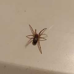 Steatoda nobilis
