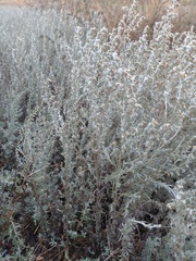 Artemisia taurica