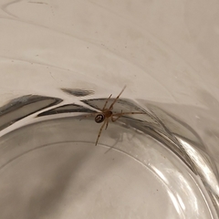 Steatoda nobilis