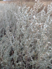 Artemisia taurica