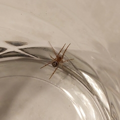 Steatoda nobilis
