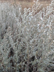 Artemisia taurica