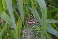 Pisaurina brevipes