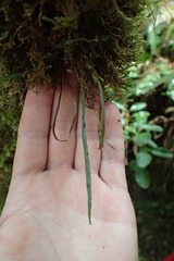 Notogrammitis angustifolia nothofageti