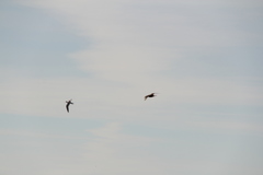 Stercorarius parasiticus