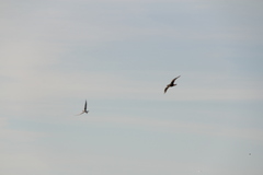 Stercorarius parasiticus