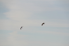 Stercorarius parasiticus