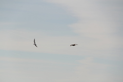 Stercorarius parasiticus