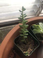 Sedum burrito
