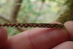 Notogrammitis angustifolia nothofageti