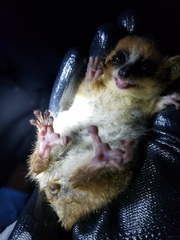 Microcebus lehilahytsara