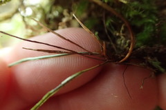 Notogrammitis angustifolia nothofageti