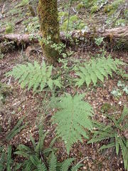 Cyathea colensoi