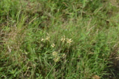 Cyperus articulatus