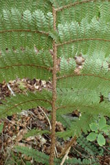 Cyathea colensoi