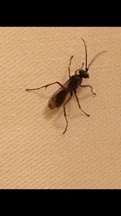 Auplopus mellipes