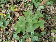 Acer laetum