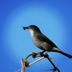 Pyrope pyrope fortis