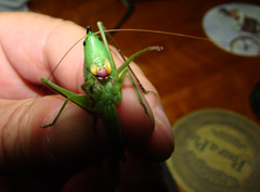 Neoconocephalus nebrascensis