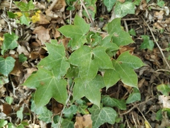 Acer laetum