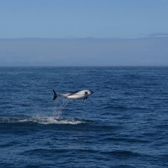 Sagmatias australis