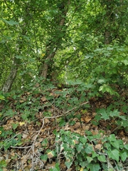 Acer laetum