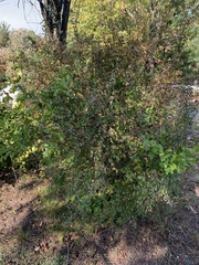 Vaccinium
