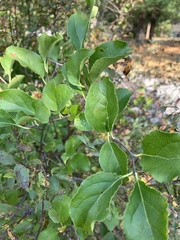 Vaccinium