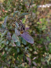 Vaccinium