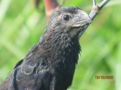 Crotophaga sulcirostris