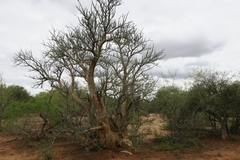 Sesamothamnus lugardii