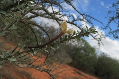 Sesamothamnus lugardii