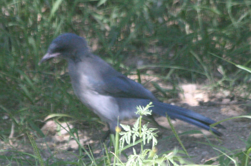 Aphelocoma wollweberi