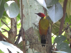 Picus chlorolophus
