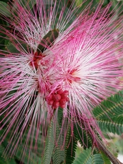 Calliandra selloi