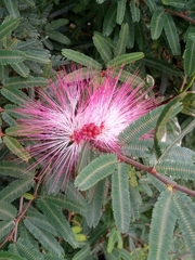 Calliandra selloi